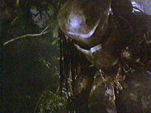 predator_large_15.jpg